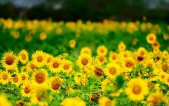 Summer Sunflowers Yellow Background Wallpaper New HD
