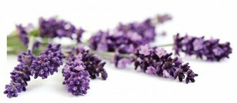 Lavender Flowers Wallpaper HD Topwallpaper