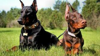 Doberman Pinscher Wallpaper Image Photos Pictures