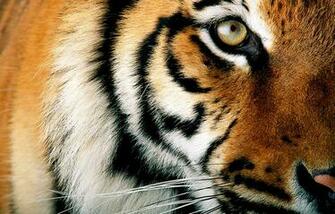 Schon Gewusst Acht Geschichten Ber Tiger Wwf Deutschland