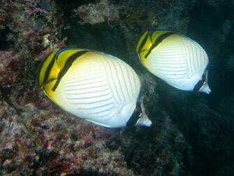 Vagabond Butterflyfish Wallpaper HD