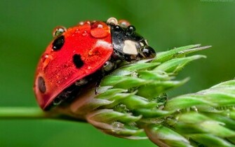 Ladybugs Wallpaper Image