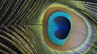Peacock Feather Wallpaper