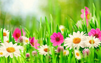 Spring Flowers Desktop Wallpaper