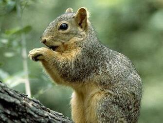 Fox Squirrel So Cute Wallpaper X