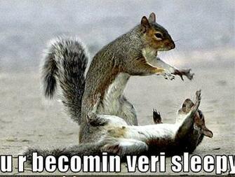 It S HD Animals Funny Wallpaper Animal Pic