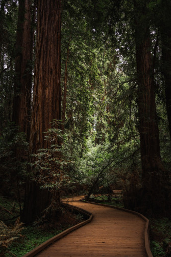 Green Trees On Brown Soil During Daytime Photo Nature Image