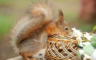 Beautiful Wallpaper Squirrels