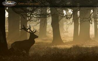 Mathews Archery Wallpaper Image
