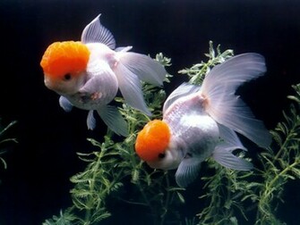 Goldfish Wallpaper Desktop Amazing