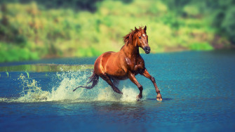 Wallpaper 4k Running Horse In Water