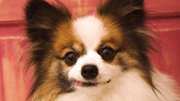 Papillon HD Wallpaper Background Image