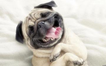 Dogs Smiling Funny Animals Wallpaper