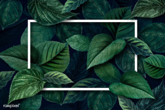 White Frame On A Metallic Green Leaves Textured Background Illustration Wallpaper
