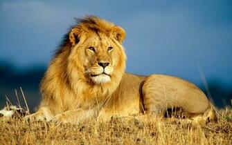 On July By Stephen Comments Off Lion King Of Zoo Wallpaper