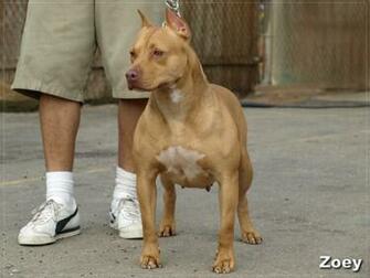 Brown Red Nose Pitbulls Image Pictures Becuo