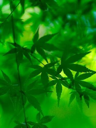 Green Maple Leaves Wallpaper iPad iPhone HD
