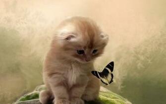 Butterfly Kitten Cat Wallpaper