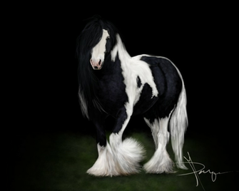 Gypsy Vanner By Lapt0pguy