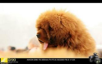 Park Shooting Tibetan Mastiff Show Pictures