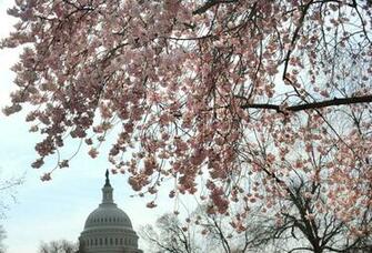 Washington Dc Cherry Blossoms