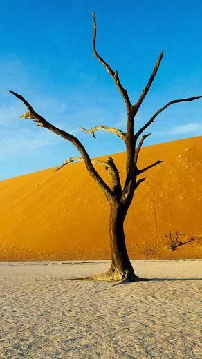 Lg G4 HD Tree Nature Landscapes Wallpaper