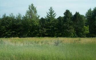 Best Treeline Background Twisted