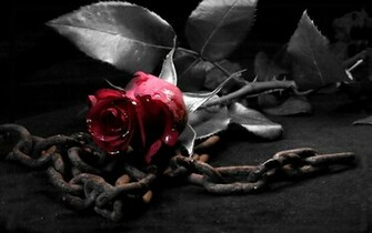 Dark Black White Red Rose Flower
