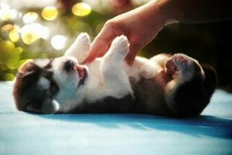 Baby Dog Wallpaper