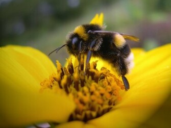 Bumble Bee Wallpaper Background HD
