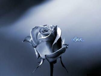 Love Rose Flower Friendship Wallpaper World
