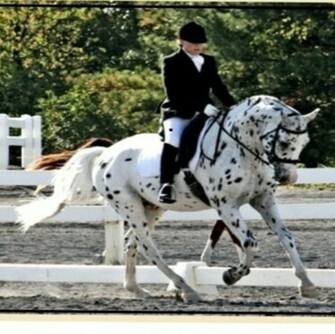 His Mir Image Dressage Wallpaper