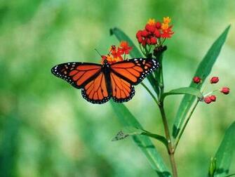 Tag Butterfly Desktop Wallpaper Background Photos Image And