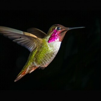 Bird iPad Wallpaper My HD