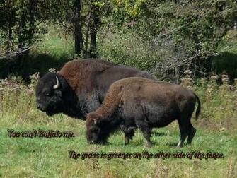 Cool Wallpaper Bison