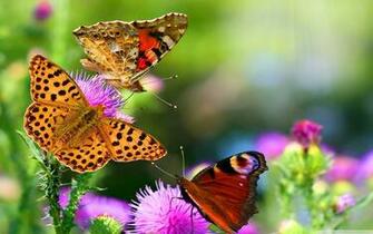 Pics Of Flowers Image Wallpaper