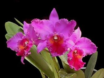 Beautiful Orchid Wallpaper