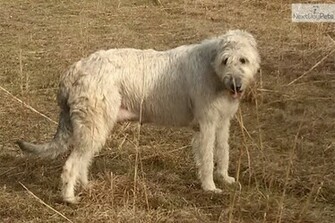 Cute Puppies Of Irish Wolfhound Wallpaper Pictures To Like Or Share On