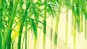 Bamboo Forest Background Net