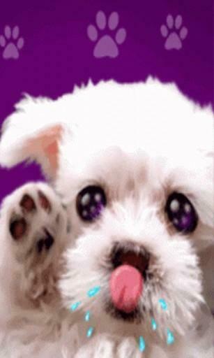 Bigger Cute Puppy Lick Live Wallpaper For Android Screenshot