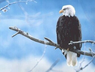 Bald Eagle Wallpaper Enjoy For Your