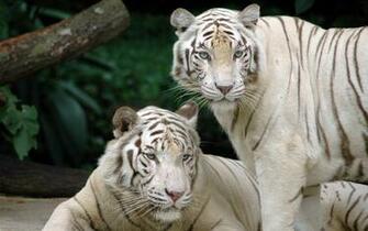 White Bengal Tigers Splendid Wallpaper HD