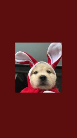 Wallpaper Goals Dog Cute Cat