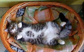 HD Wallpaper Cat Inbed Widescreen