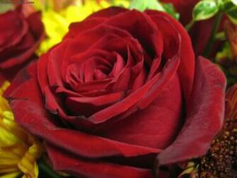 Wallpaper Background Roses Colourful White Blue Red Yellow