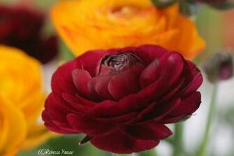 Burgundy Buttercup Flower HD Wallpaper Background
