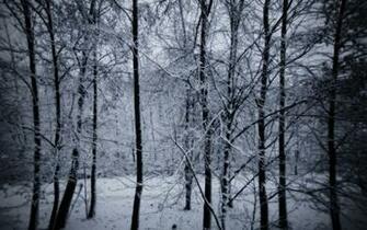 Snowy Forest Desktop Background Wallpaper