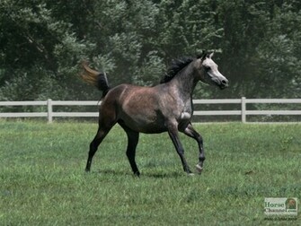 Arabian Horse Screensaver And Desktop Wallpaper