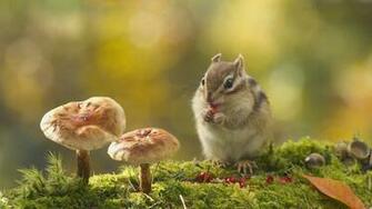 Chipmunk HD Desktop Wallpaper 7wallpaper Net