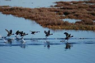 Delta Waterfowl Wallpaper Over The Dreamy Lake